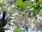 Ośnieża karolińska (Halesia carolina)